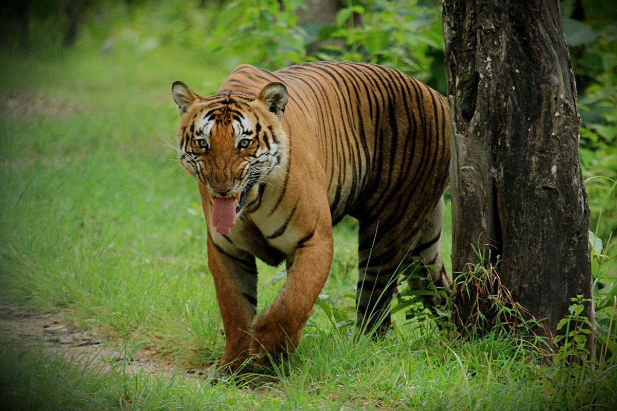 Most photographed tiger of India!